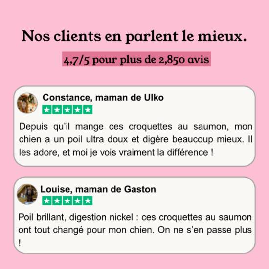 Croquettes Chien Digestion Sensible - Saumon & Thon - sans céréales