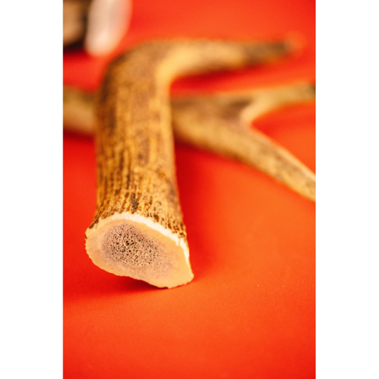 Friandises Chien - Bois de cerf