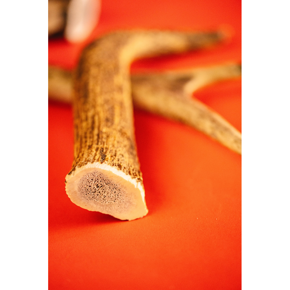 Friandises Chien - Bois de cerf