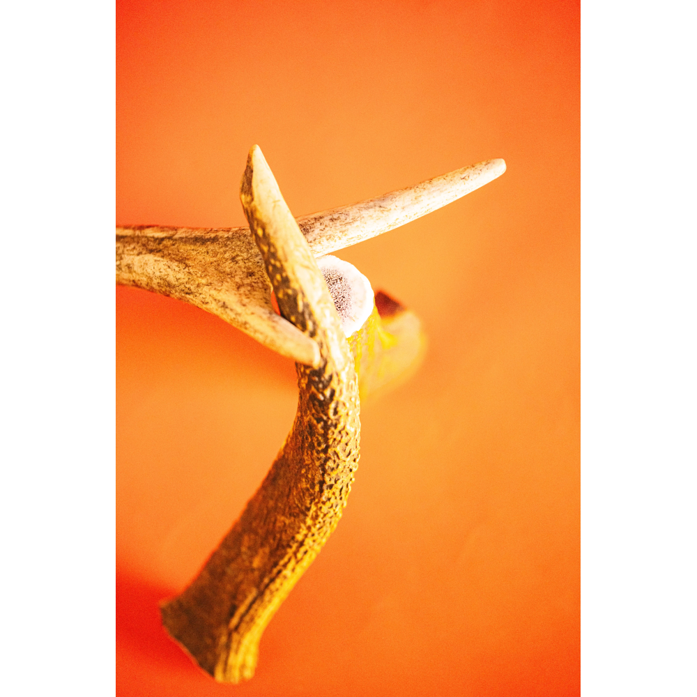 Friandises Chien - Bois de cerf