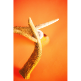 Friandises Chien - Bois de cerf