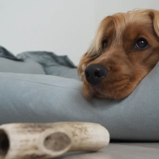 Friandises Chien - Bois de cerf