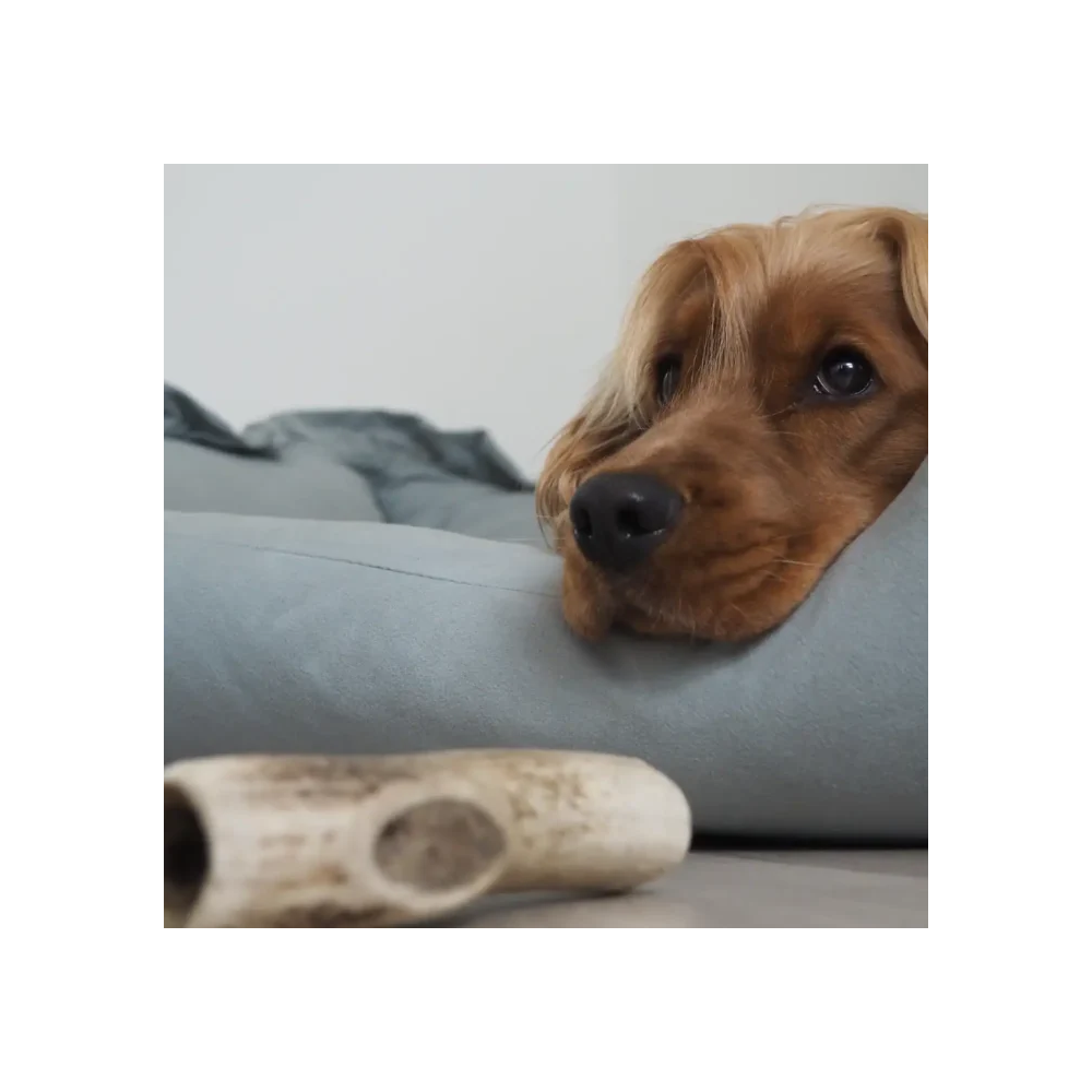 Friandises Chien - Bois de cerf