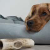 Friandises Chien - Bois de cerf