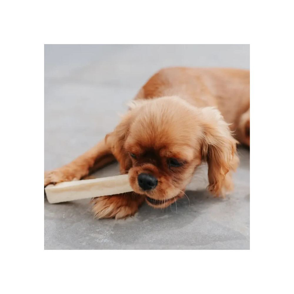 Friandises Chien - Barre de Fromage