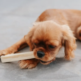 Friandises Chien - Barre de Fromage