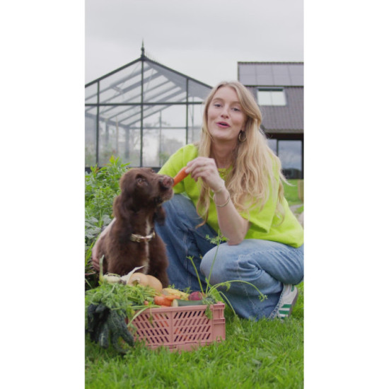 Croquettes végétariennes Chien - Betterave, Carotte, Pois, Curcuma & Maïs