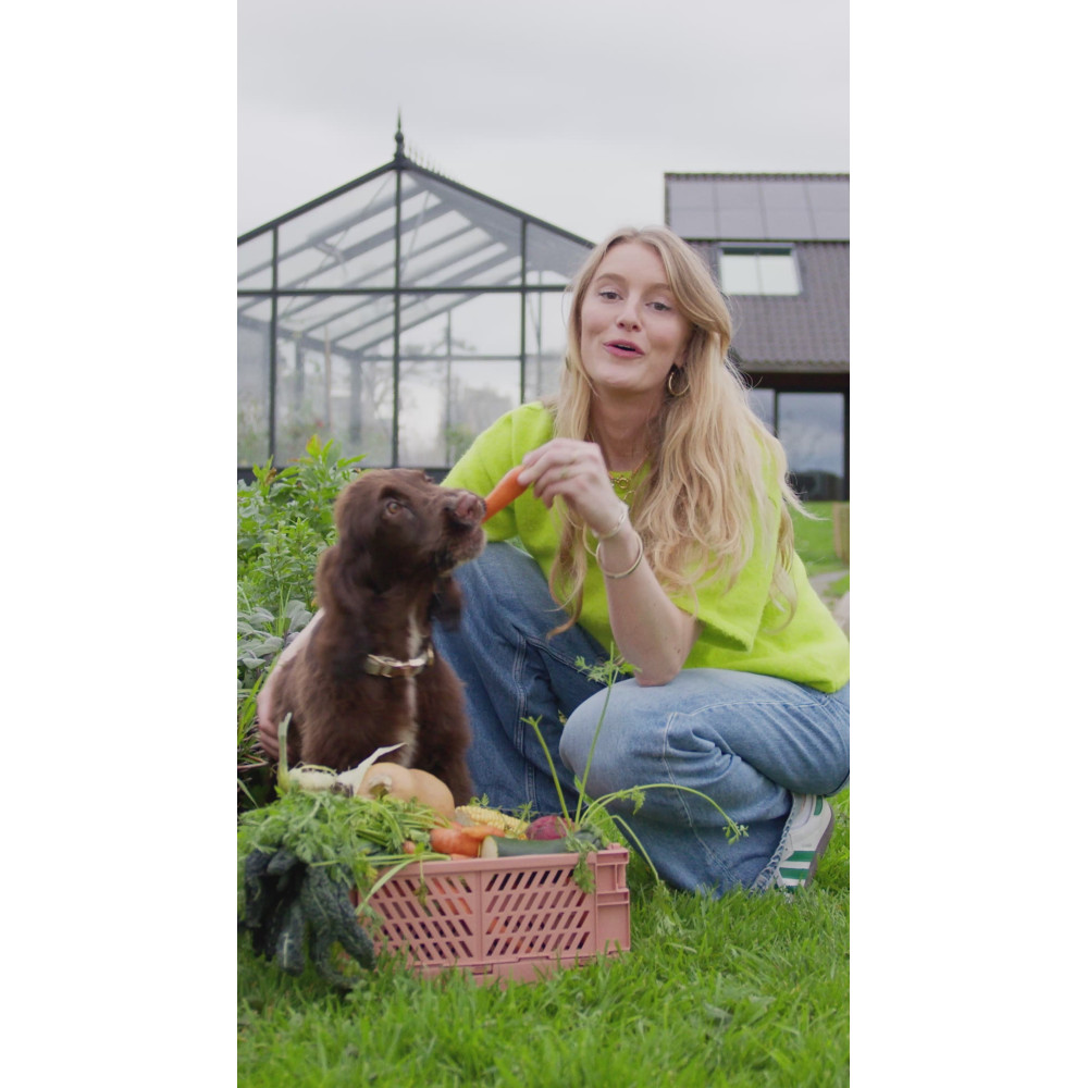 Croquettes végétariennes Chien - Betterave, Carotte, Pois, Curcuma & Maïs